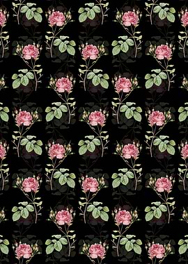 Black Pink Cumberland Rose