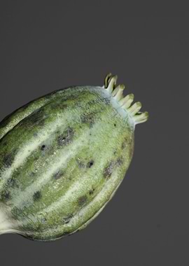Opium papaver fruit macro