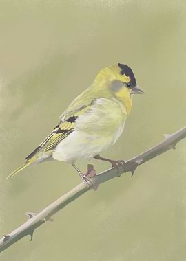 Siskin on Rose Branch