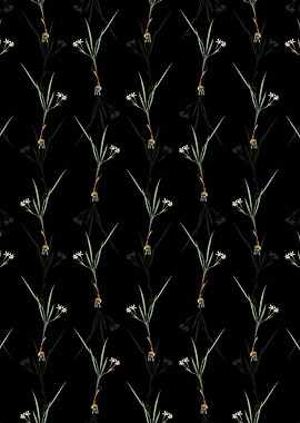 Black Gladiolus Inclinatus