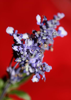 Psychoactive salvia macro