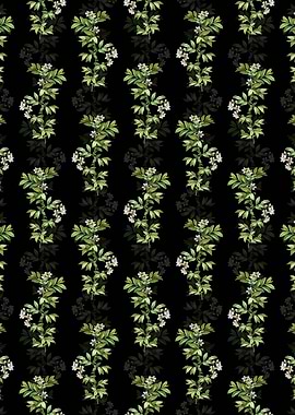 Black Rabbit Eye Blueberry