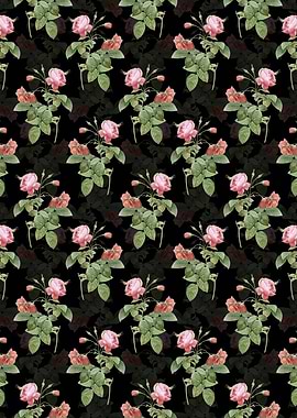 Black Pink Boursault Rose