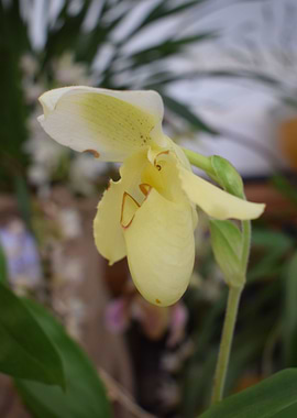 Yellow paphilopedium 2