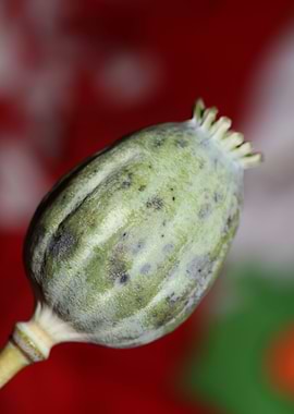 Papaver wild psycho fruit