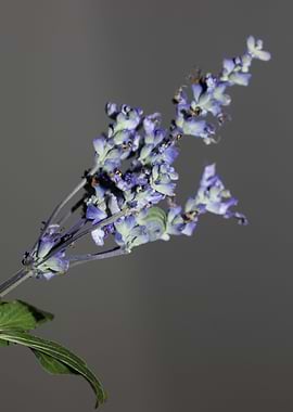 Salvia divinorum flowering