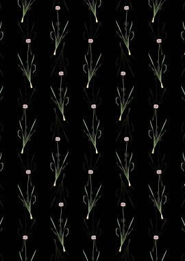 Black Mouse Garlic Pattern