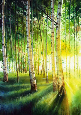 Summer Sunrise in Forest