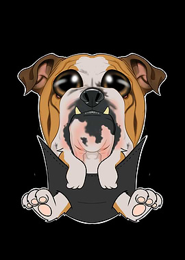 English Bulldog Puppy