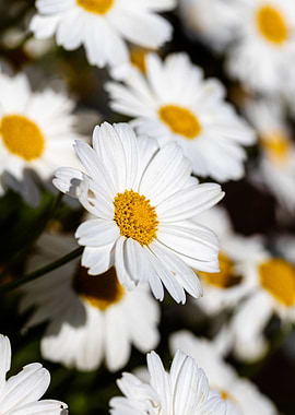 Beautiful daisy closeup