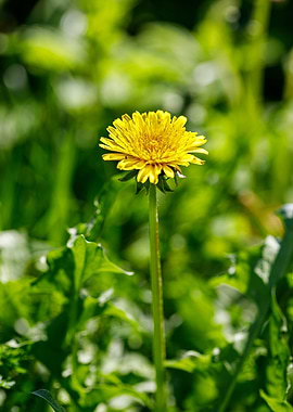 Beautiful flower closeup
