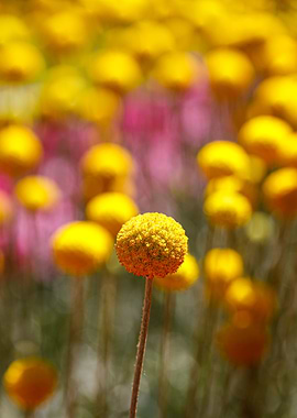 Beautiful flower closeup