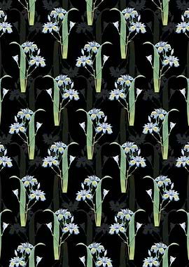 Butterfly Iris Fimbriata