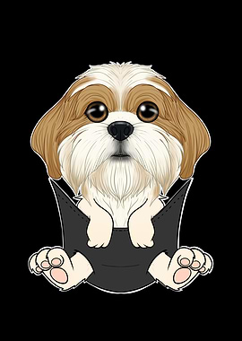 Shih Tzu Puppy In Pocket