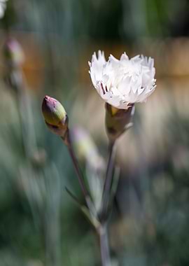 Beautiful flower closeup