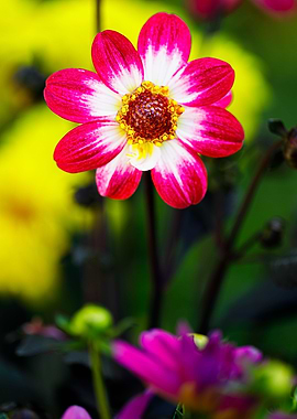 Beautiful flower closeup