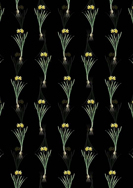 Black Lesser Wild Daffodil