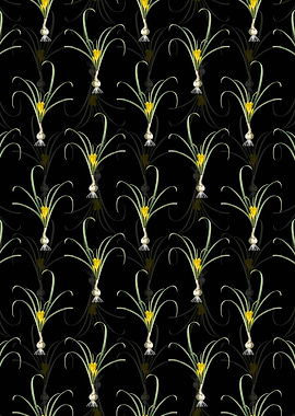 Black Yellow Autumn Crocus