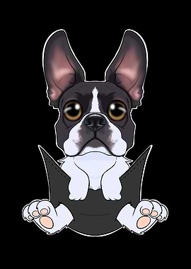 Boston Terrier Puppy