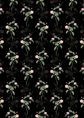 Pink Austrian Copper Rose