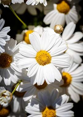 Beautiful daisy closeup