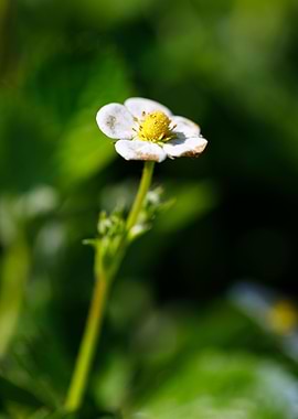 Beautiful flower closeup
