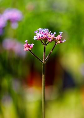 Beautiful flower closeup