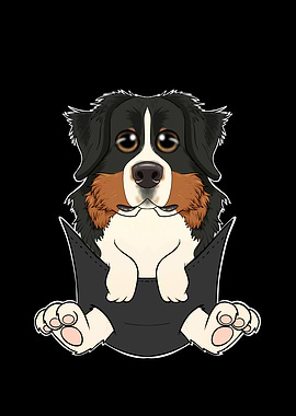 Bernese Mountain Dog Puppy