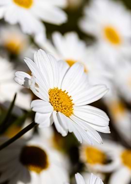 Beautiful daisy closeup