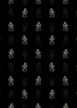 Dalmatian Wall Campanula