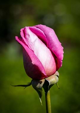 Beautiful flower closeup
