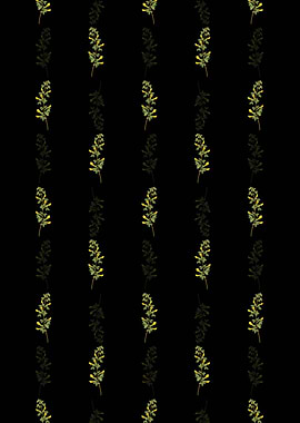 Common Cytisus Pattern