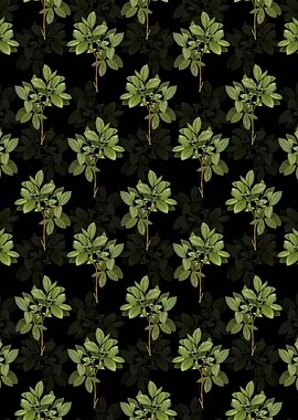 Black Eastern Leatherwood