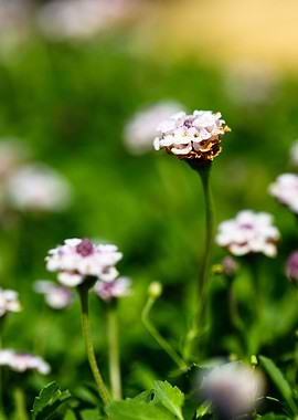 Beautiful flower closeup