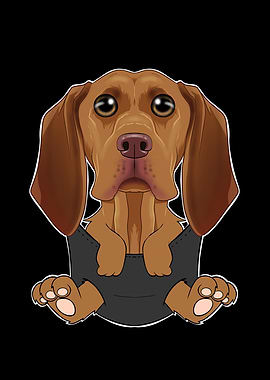 Vizsla Puppy In Pocket