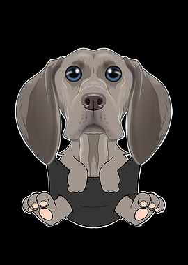 Weimaraner Puppy In Pocket