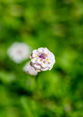 Beautiful flower closeup