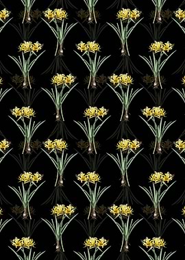 Golden Hurricane Lily