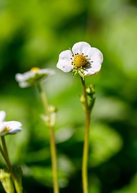 Beautiful flower closeup