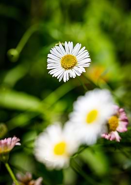 Beautiful daisy closeup