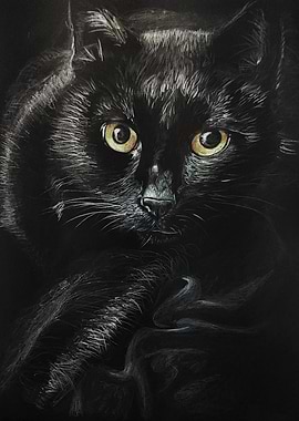 black cat