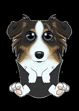 Australian Shepherd Puppy