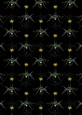 Hypoxis Stellata Pattern