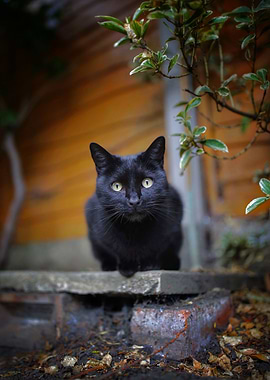 Cat Cats Feline Kitty