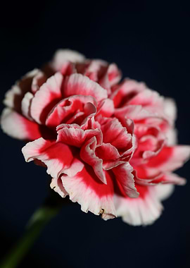 Flower blossoming close up