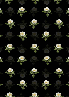 White Burnet Rose Pattern
