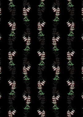 Two Colored Collinsia