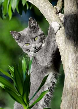 Cat Cats Feline Kitty