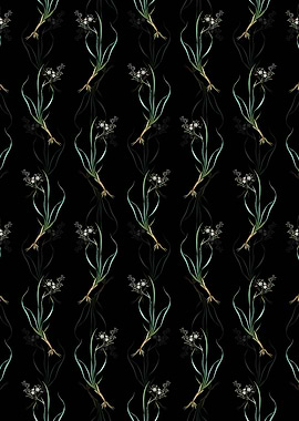 Phalangium Bicolor Pattern