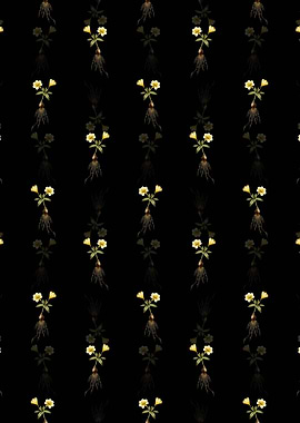 Black Cape Tulip b Pattern